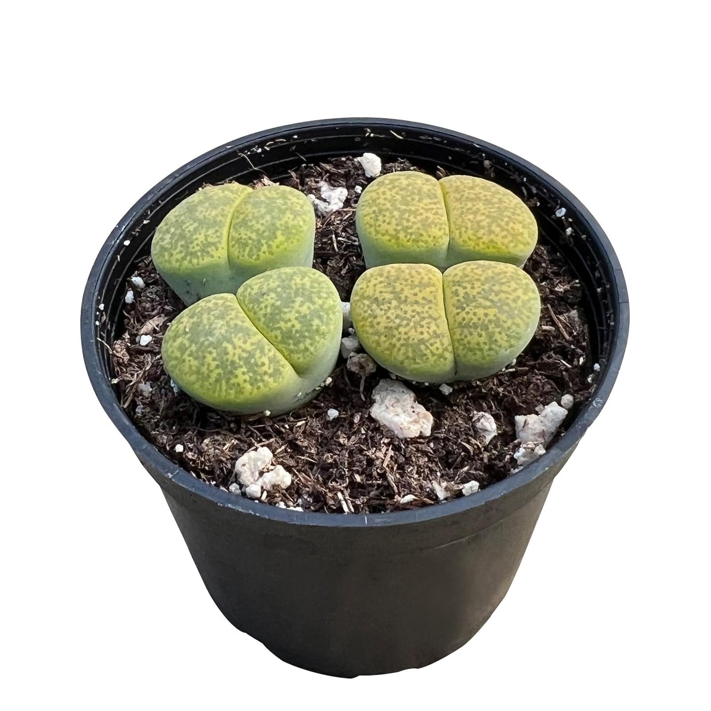 Sprout N Green Lithops Collection, 3 Live Succulent Stone Plant Fully Rooted in 2inch Starter Pot, Home Office Indoor Outdoor Wedding Decoration DIY Projects Party Favor