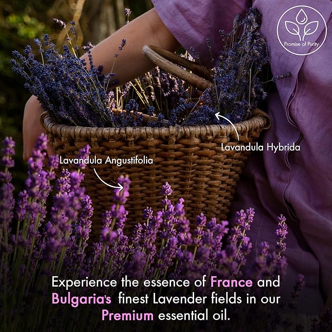 MAJESTIC PURE Lavender Essential Oil | 100% Pure and Natural Oil | Premium Grade Essential Oils for Hair Care, Home Diffusers, Skin, Aromatherapy, Massage and Humidifiers | 2 Fl Oz